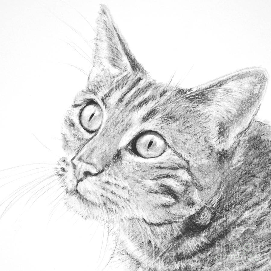 Tabby Drawing - Domestic Cat Portrait by Kate Sumners