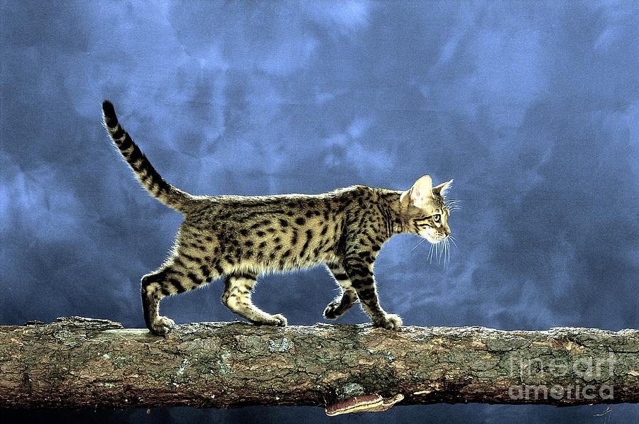 Domestic Cat Photograph by Tierbild Okapia