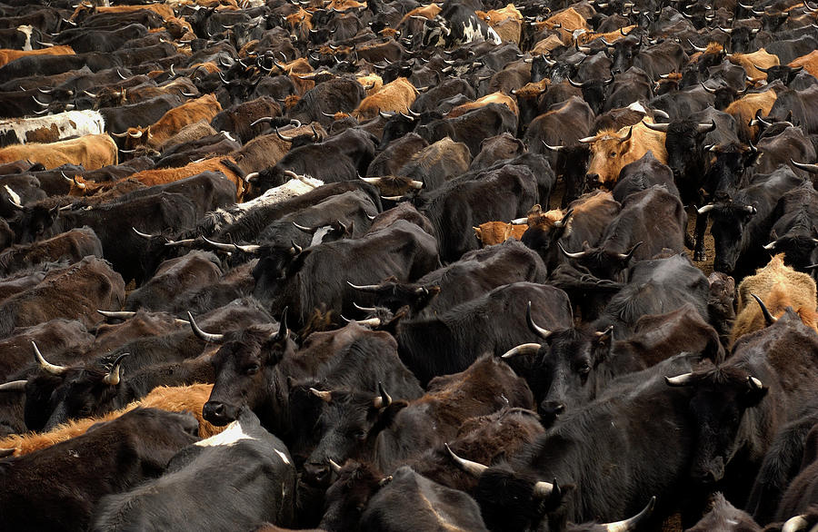Domestic Cattle Being Herded Photograph by Pete Oxford
