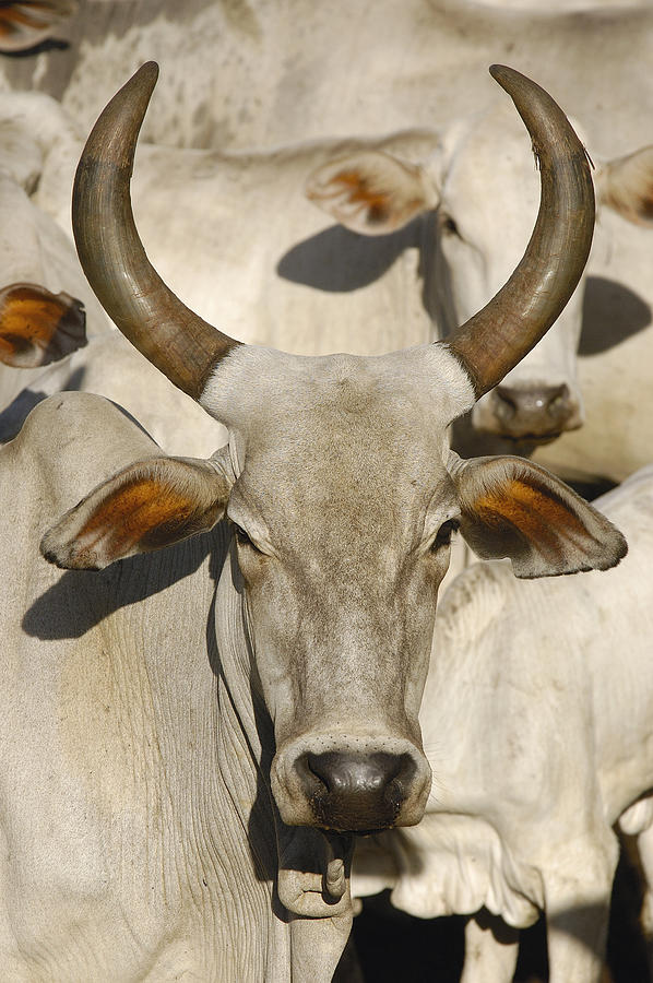 Domestic Cattle Brazil Photograph by Pete Oxford