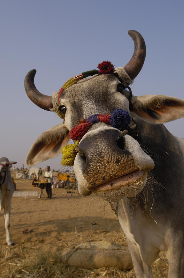 Domestic Cattle India Photograph by Pete Oxford
