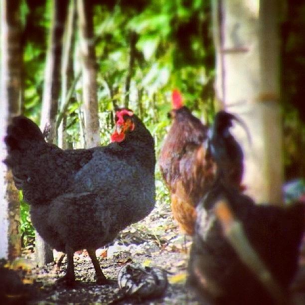 Domestic Chickens Near Tulum, Mexico Photograph by Susan Scherr