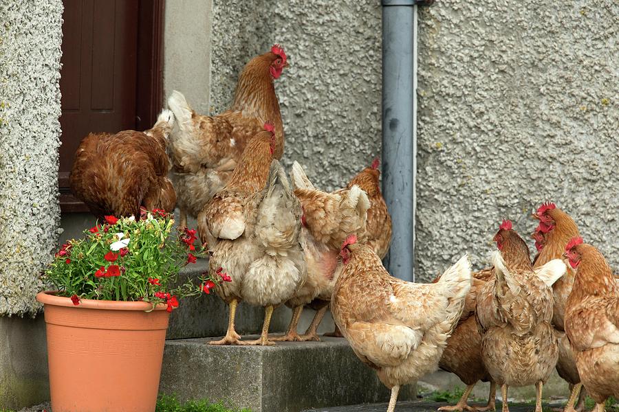 Animal Photograph - Domestic Chickens On Doorstep by Simon Booth