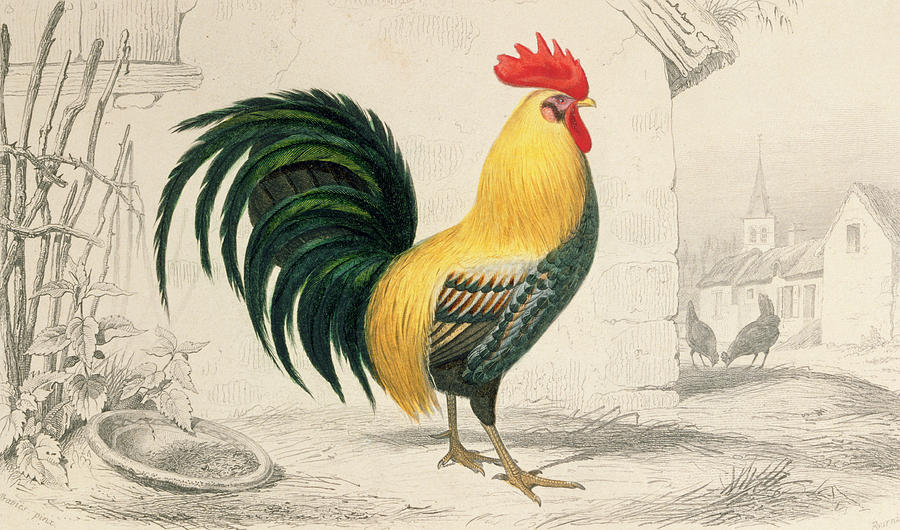 Domestic Cock Painting by Edouard Travies