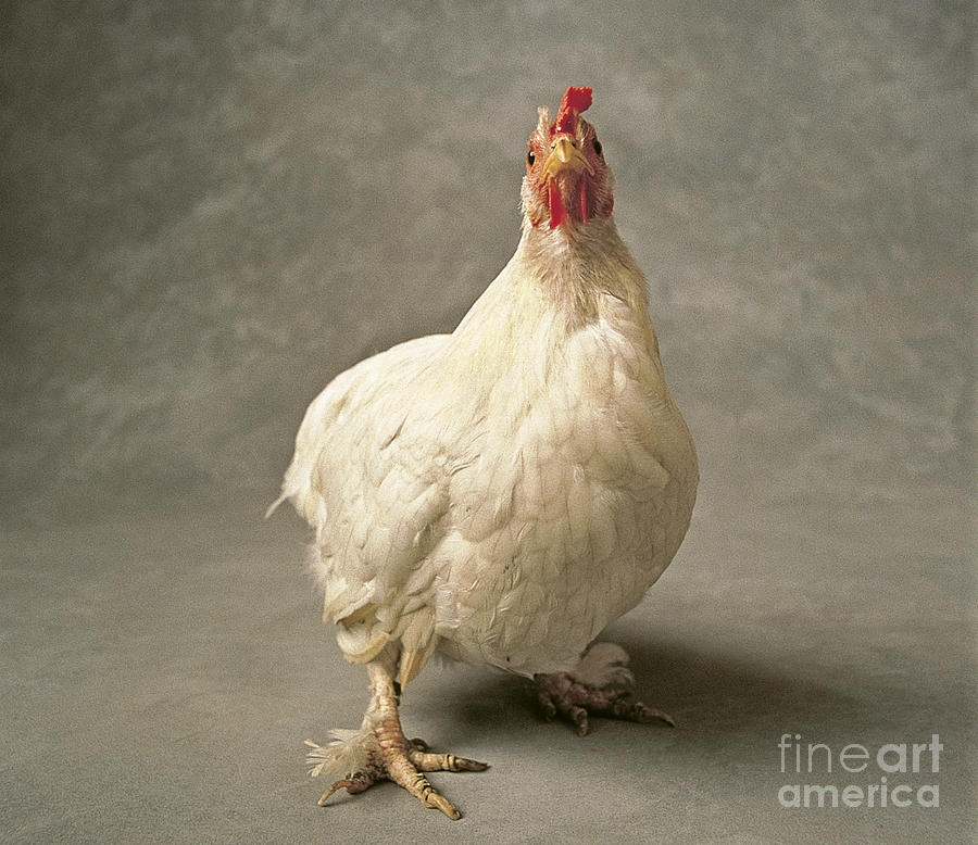 Domestic Cock Photograph by Tierbild Okapia