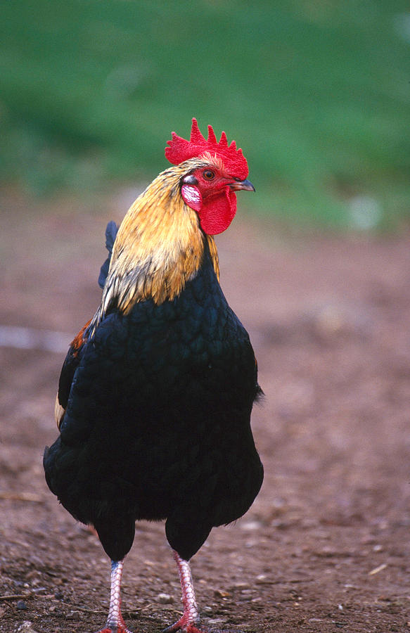 Domestic Farmyard Rooster Photograph by F. Stuart Westmorland