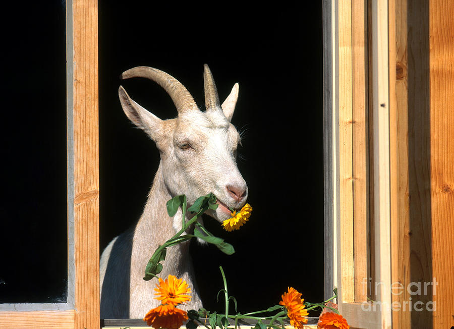 Domestic Goat Photograph by Susan Danegger