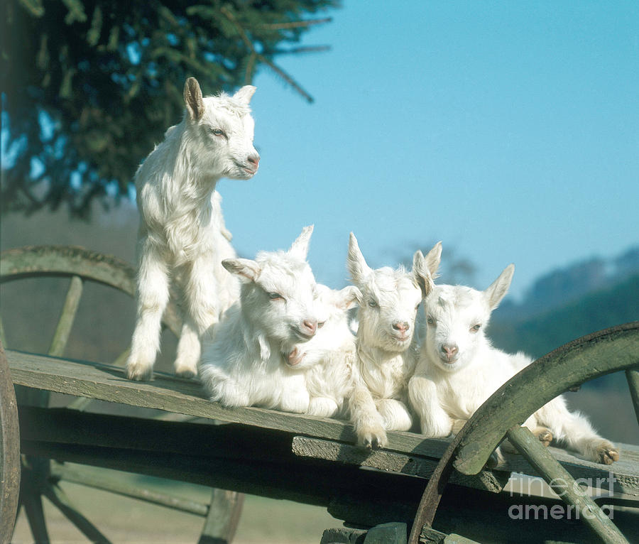 Domestic Goats Photograph by Hans Reinhard