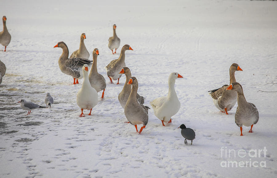 Domestic goose on  ice Photograph by Patricia Hofmeester