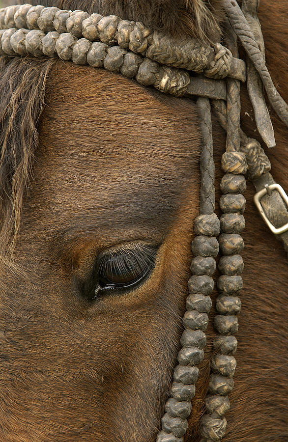 Domestic Horse Wearing Bridle Photograph by Pete Oxford