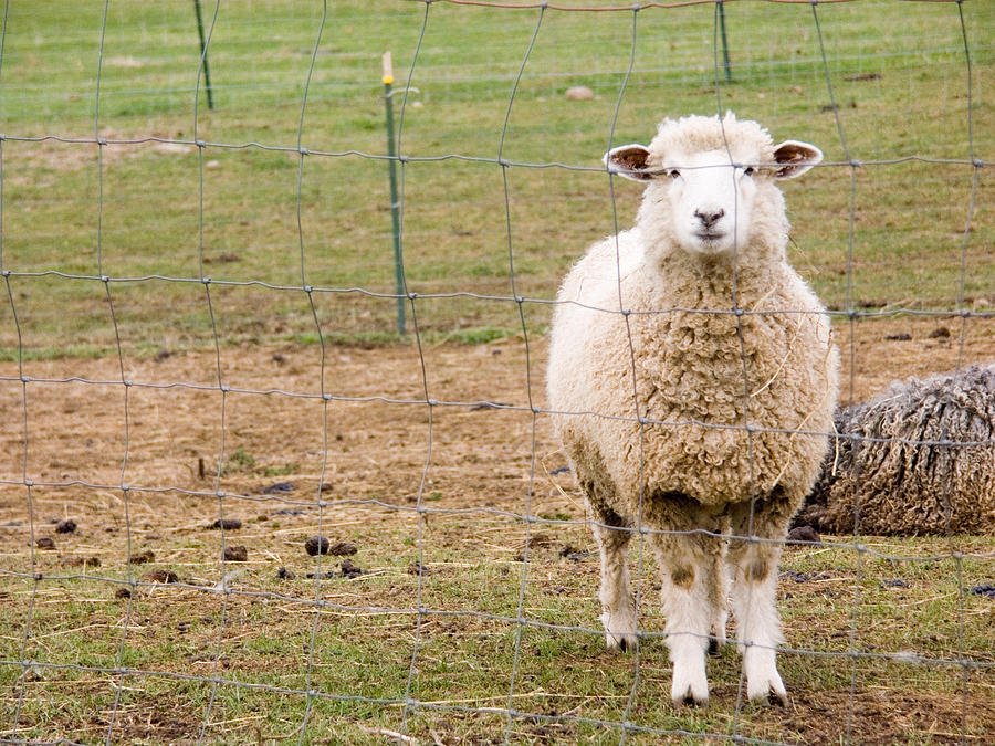Domestic Mixed-breed Dairy Sheep Photograph by Bonnie Sue Rauch