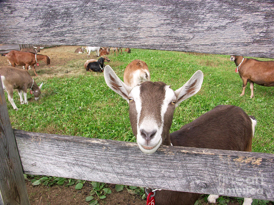 Domestic Nubian Dairy Goat Photograph by Bonnie Sue Rauch