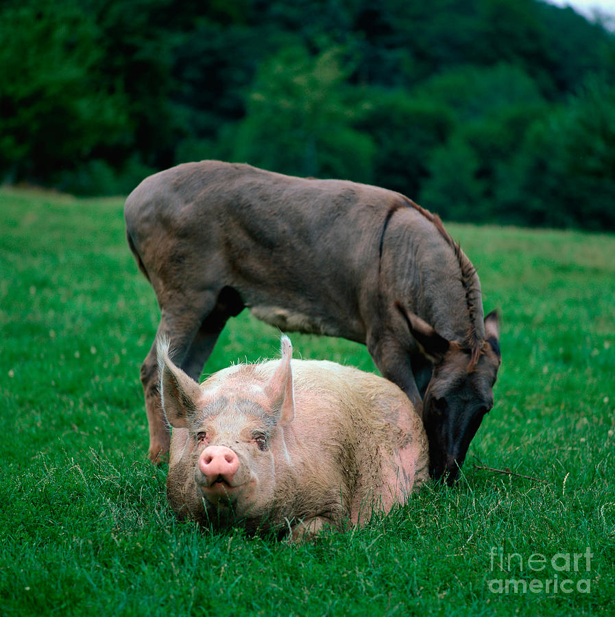 Animal Photograph - Domestic Pig And Donkey by Tierbild Okapia