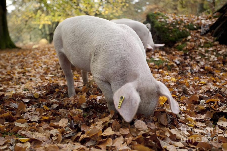 Animal Photograph - Domestic Pig Foraging by Simon Booth