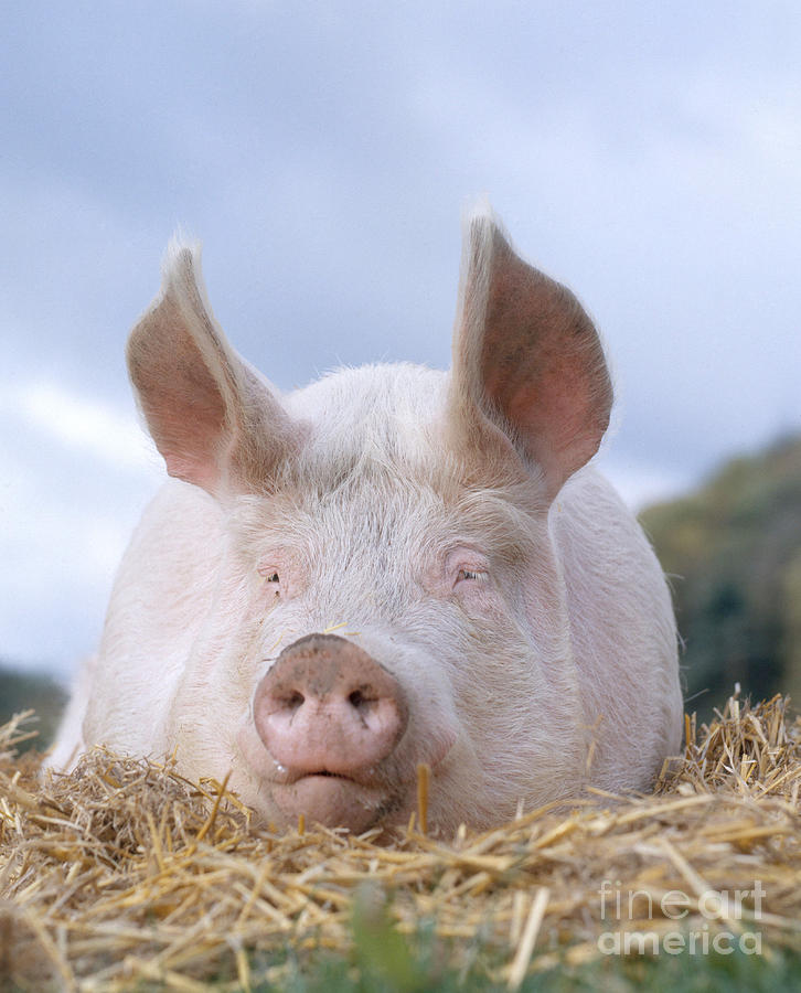 Pig Photograph - Domestic Pig by Hans Reinhard