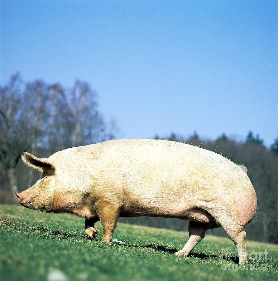Animal Photograph - Domestic Pig Sus Scrofa Domesticus by Tierbild Okapia