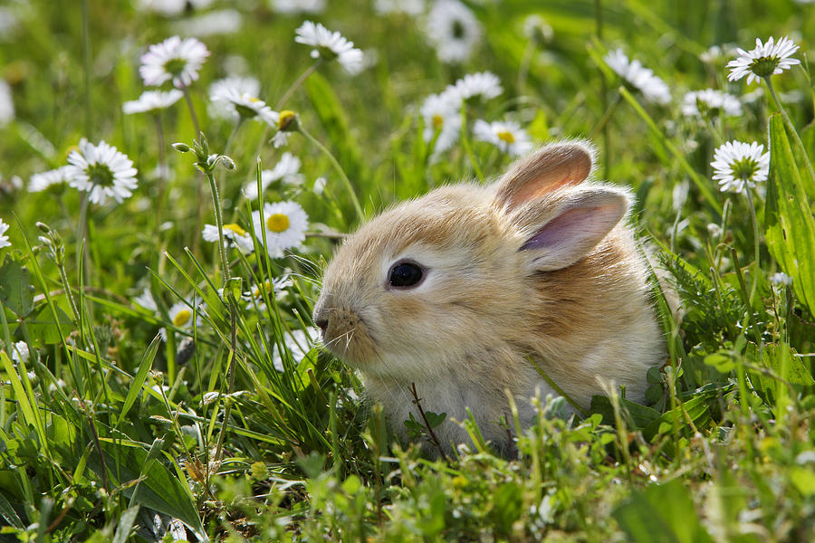 Domestic Rabbit Photograph by M. Watson - Fine Art America