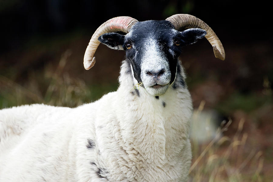 Domestic Ram (ovis Aries) Photograph by John Devries/science Photo Library