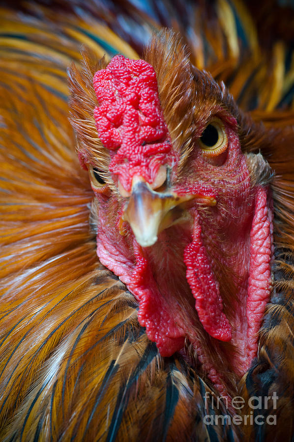 Domestic Rooster Photograph by Thomas Gehrke
