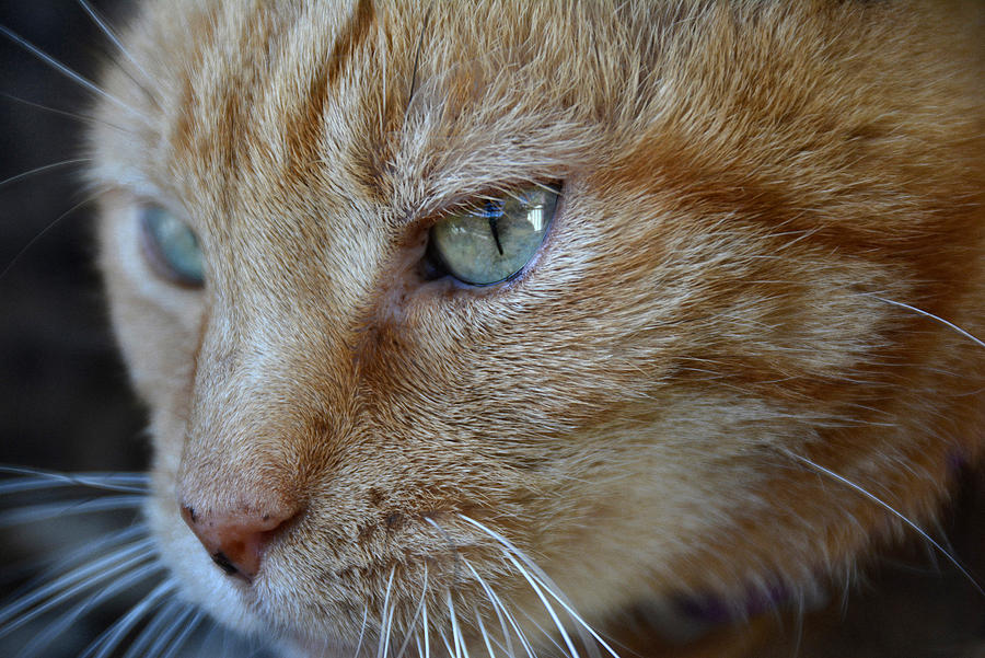 Domestic Shorthair Ginger Cat Photograph By Newman Flowers