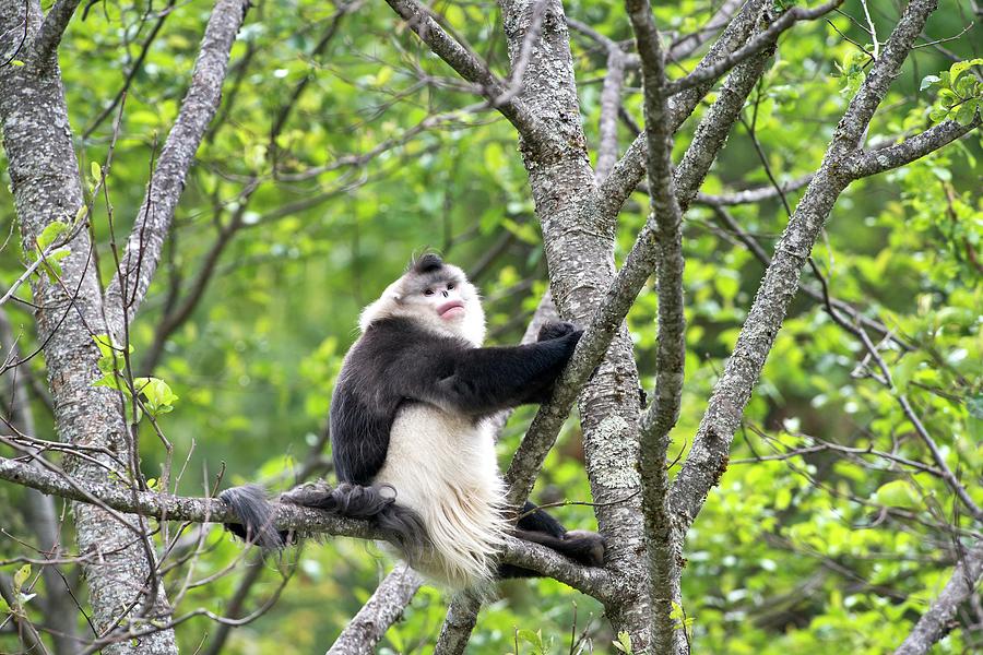 Wildlife Photograph - Dominant Male Yunnan Snub-nosed Monkey by Tony Camacho
