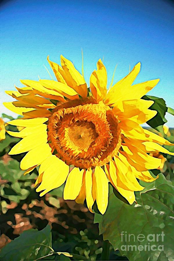 Dominant Sunflower Photograph by Joan McArthur