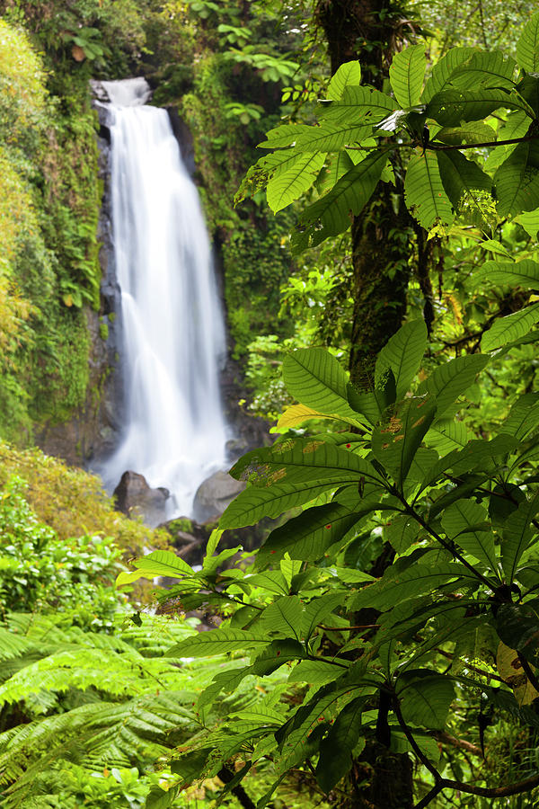 Dominica, Roseau, Roseau Valley Photograph by Walter Bibikow - Pixels