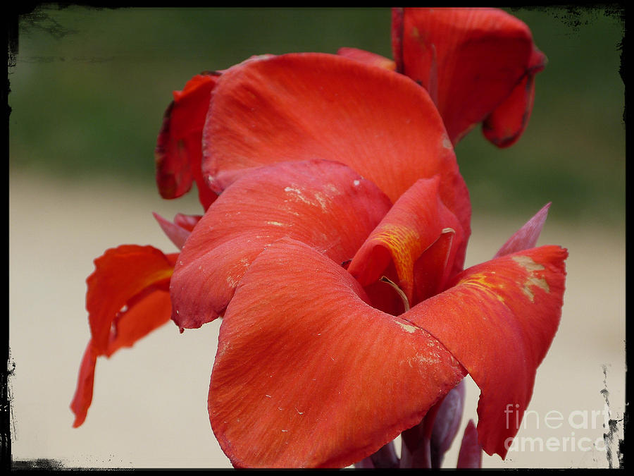 Dominican Flower Photograph by Emmanuel Haratsaris - Fine Art America