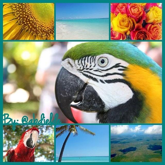 Macaw Photograph - #dominicanrepublic #puntacana by Abdy Du
