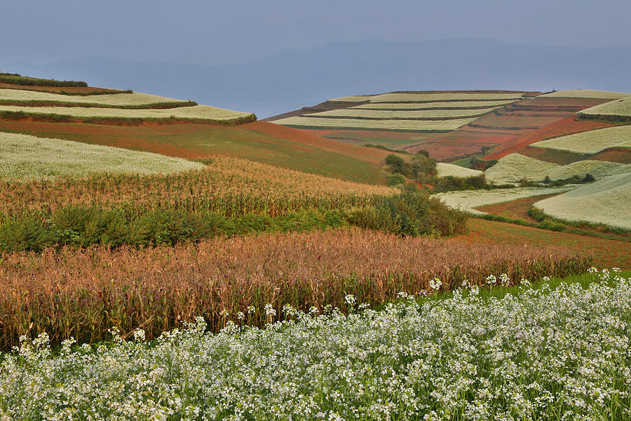 Dongchuan Red Land And Autumn Crops Photograph by Darrell Gulin