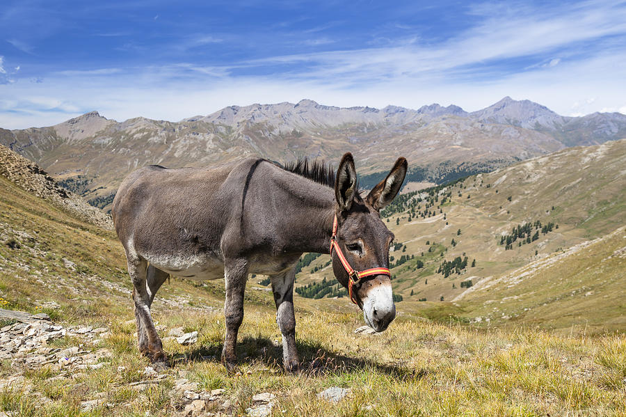 Donkey Alps France Photograph by Konrad Wothe