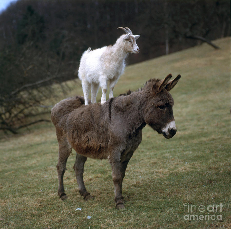 Mammal Photograph - Donkey And Goat by Hans Reinhard