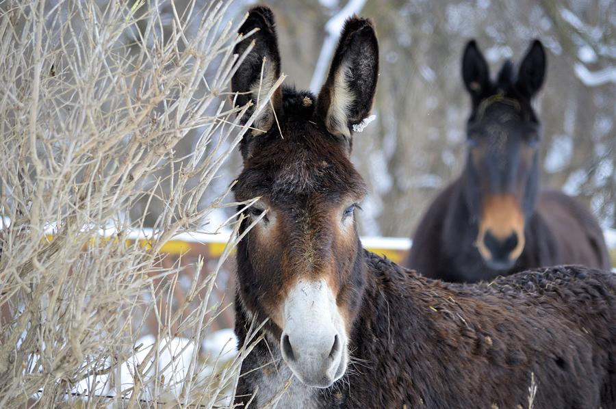 Donkey and The Mule Photograph by Bonfire Photography