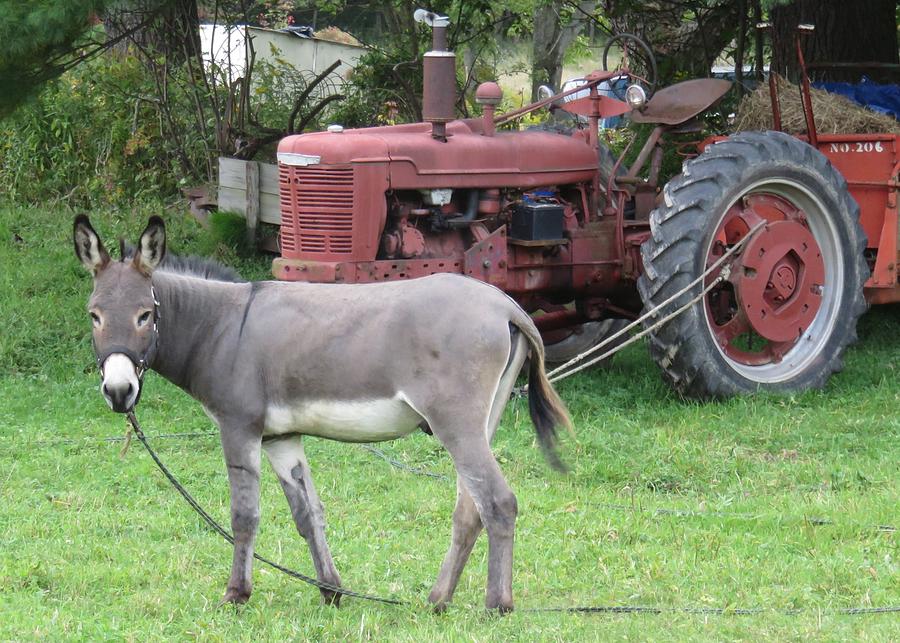 Donkey and Tractor Photograph by Lucinda VanVleck