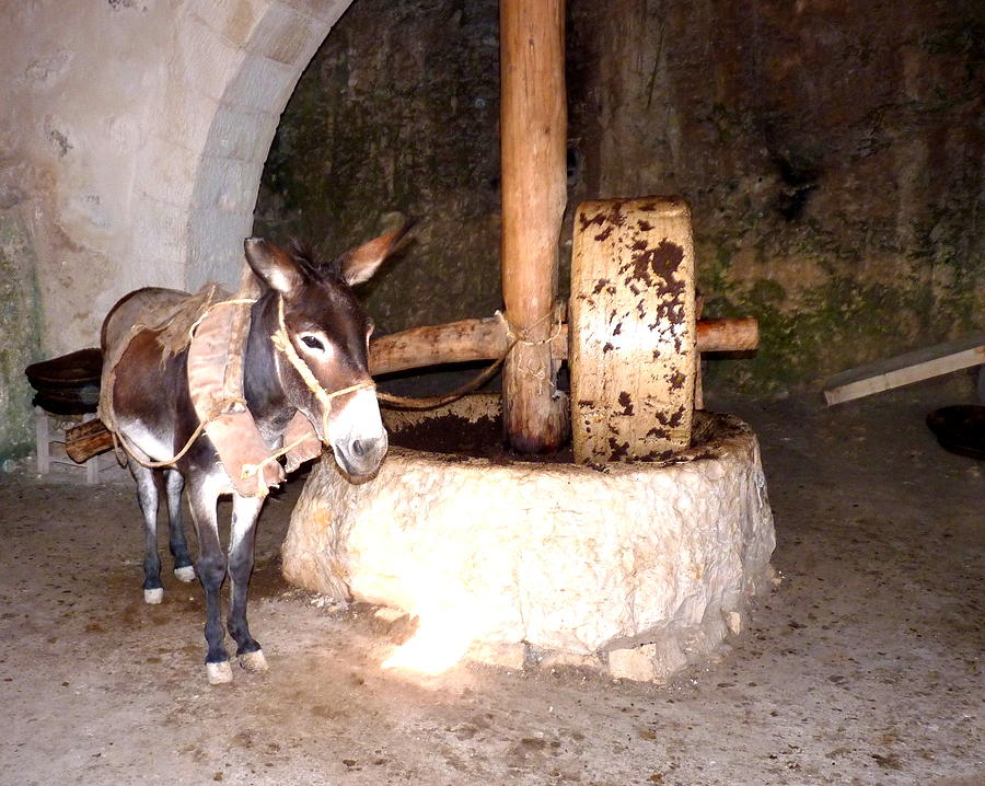 Donkey at olive press nazareth Photograph by Rita Adams