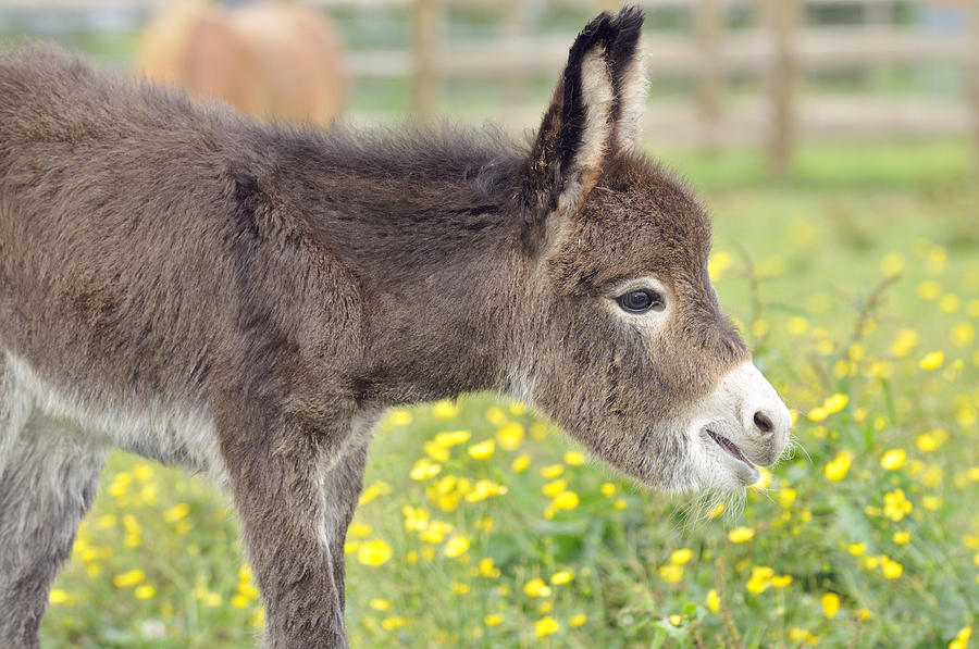 Donkey Photograph - Donkey Baby by John Daniels