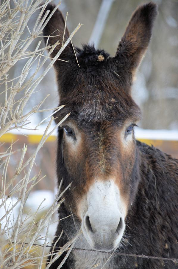 Donkey Photograph by Bonfire Photography