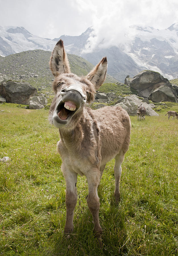 Donkey Braying Photograph by Buena Vista Images