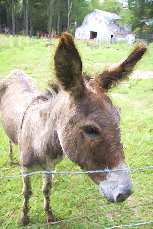 Donkey Day Photograph by Alice Gipson
