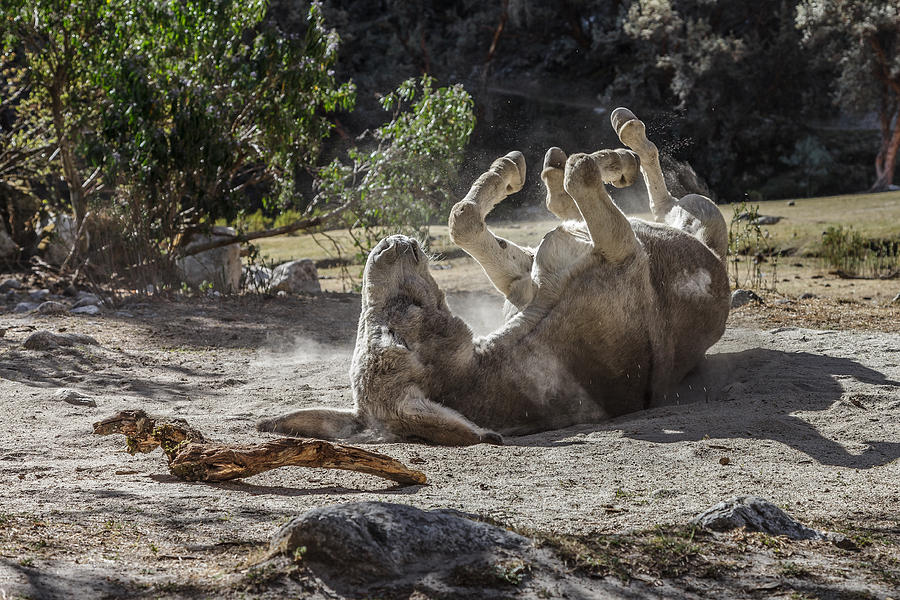 Donkey Dust Photograph by Ben Adkison | Pixels