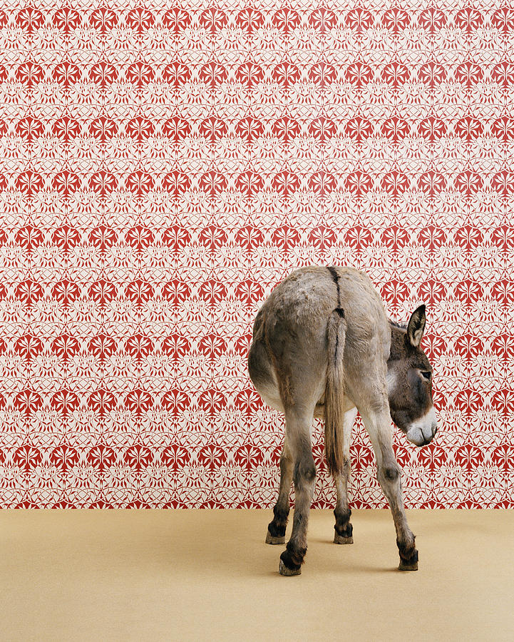 Donkey (Equua asinus) standing in studio, wallpaper in background Photograph by Catherine Ledner