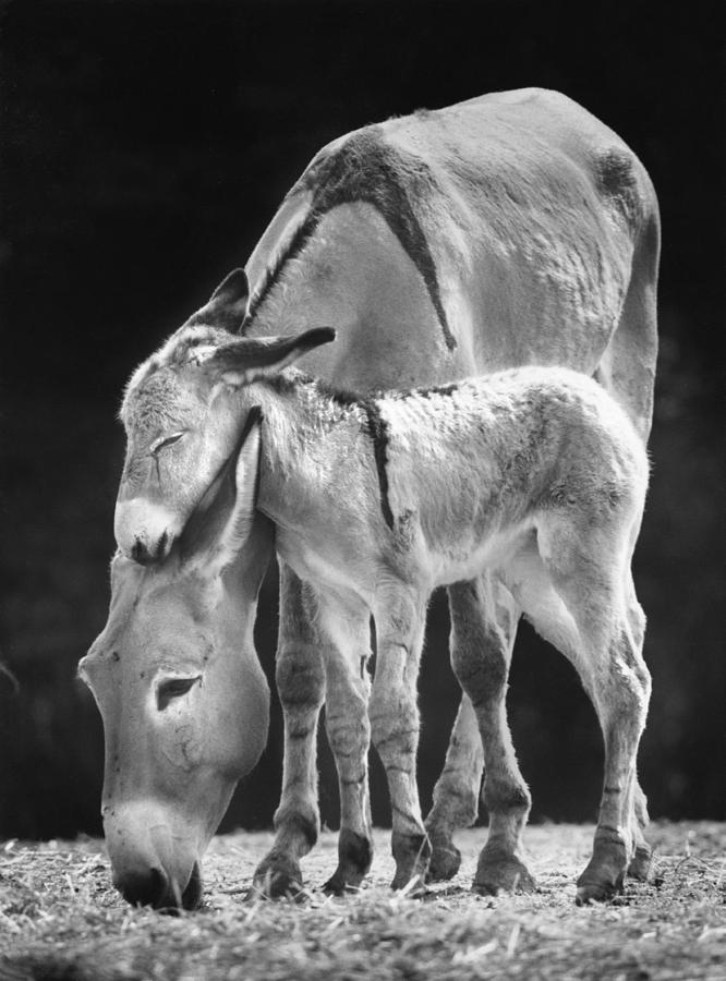 Donkey Equus Asinus With Foal Photograph by Toni Angermayer