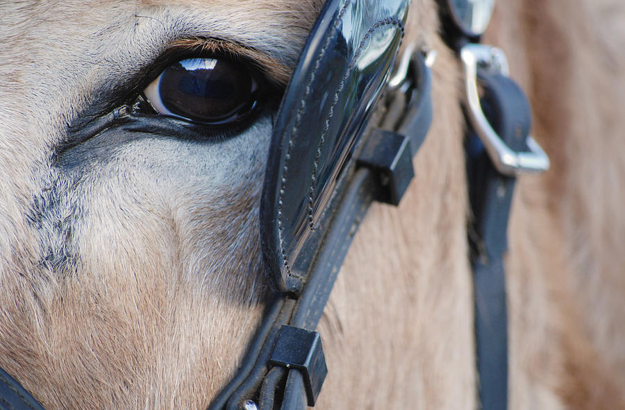Donkey Eye Photograph by Larah McElroy