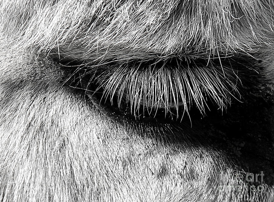 Donkey Eyelashes Photograph by Judi Bagwell