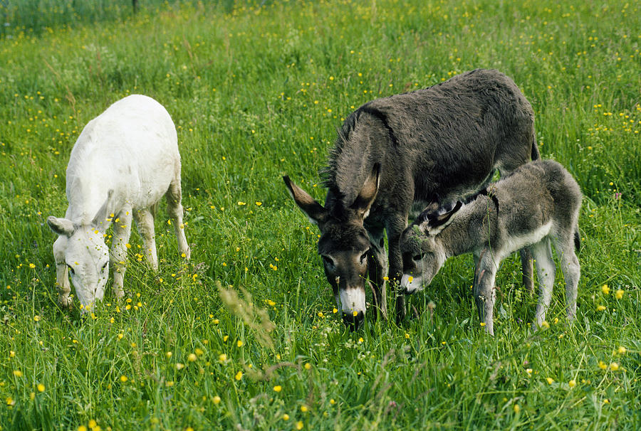 Donkey Family Photograph by Elisabeth Weiland
