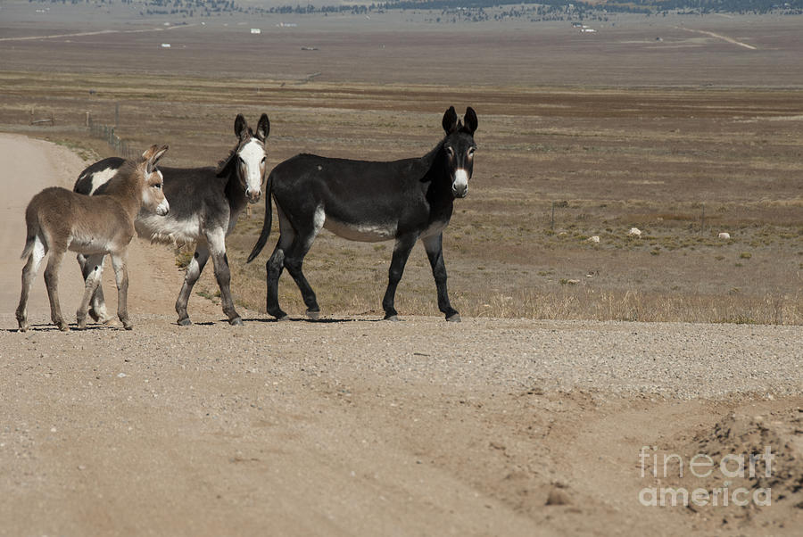 Donkey Family Photograph by Juli Scalzi