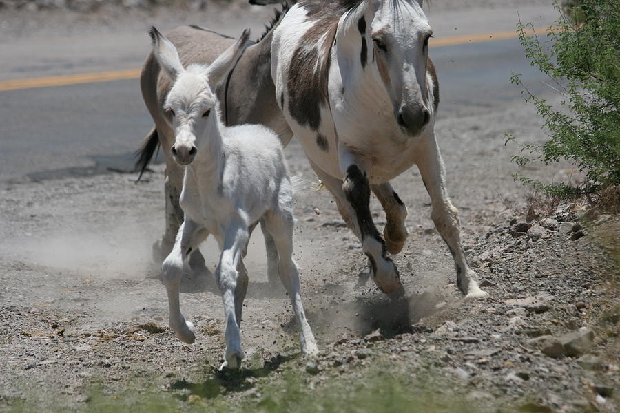 Donkey Photograph - Donkey family on the move by Jaymes Grossman