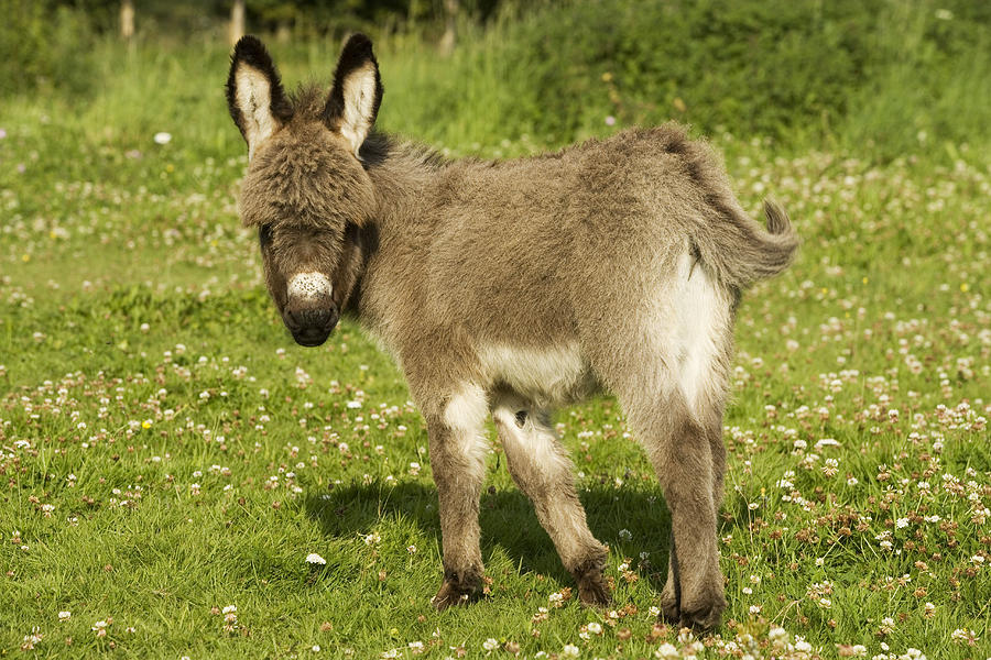 Donkey Foal Photograph by Jean-Michel Labat | Fine Art America