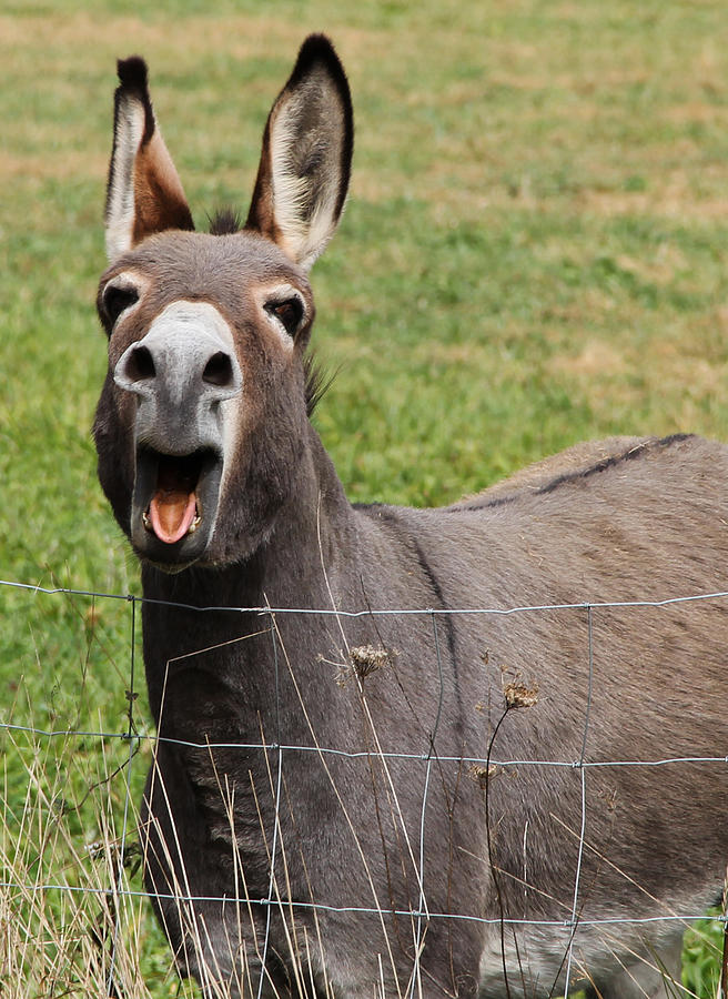 Donkey in Burnsville 2 Photograph by Dana Mortensen - Fine Art America