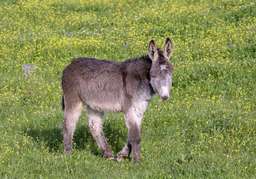 Wildlife Photograph - Donkey In Flowery Pasture by Bob Gibbons/science Photo Library